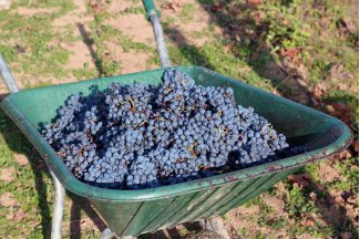 vino